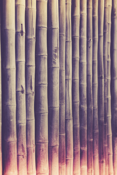 竹子的背景图片下载