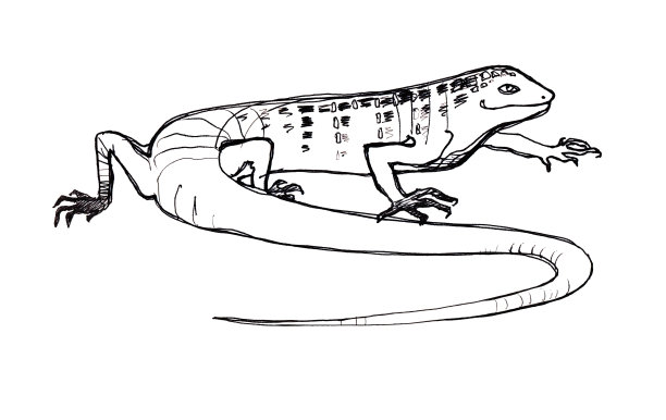 蜥蜴。草图。用钢笔画图形。图片下载