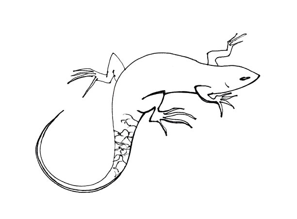 蜥蜴。草图。用钢笔画图形。图片下载