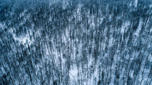 森林在冬季图片下载