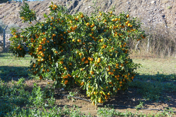 橘子树在农地，户外照片在大自然图片下载
