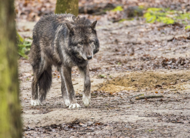 灰狼走过一片树林。图片下载