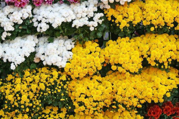 黄色和白色的花盛开的背景，菊花花在清迈花节，每年二月举行。图片下载