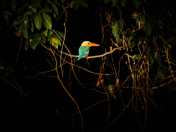 鸟儿晚上栖息在基纳巴丹干河边图片下载