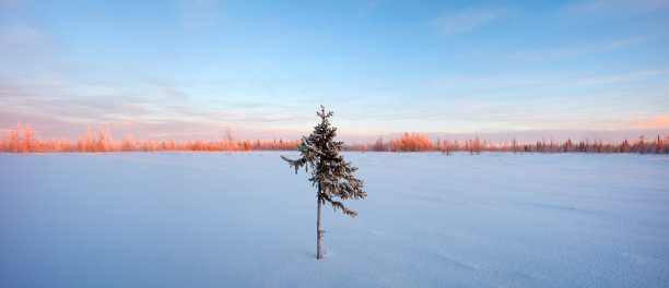 冬季苔原全景云杉白霜红色和蓝色调黎明图片下载