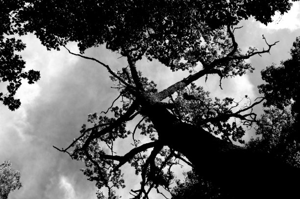 树和树枝剪影图片下载