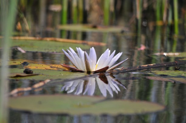 奥卡万戈三角洲的睡莲图片下载