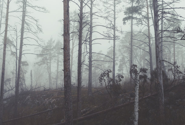迷雾森林神秘的早晨图片下载