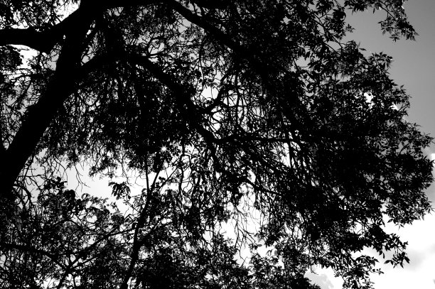 树和树枝剪影图片下载