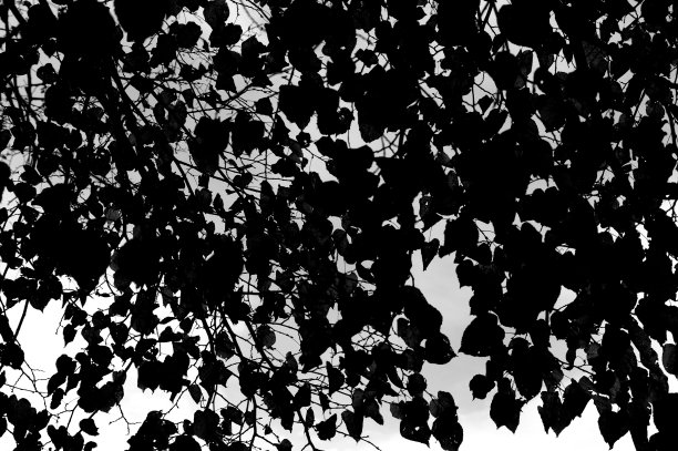 树和树枝剪影图片下载