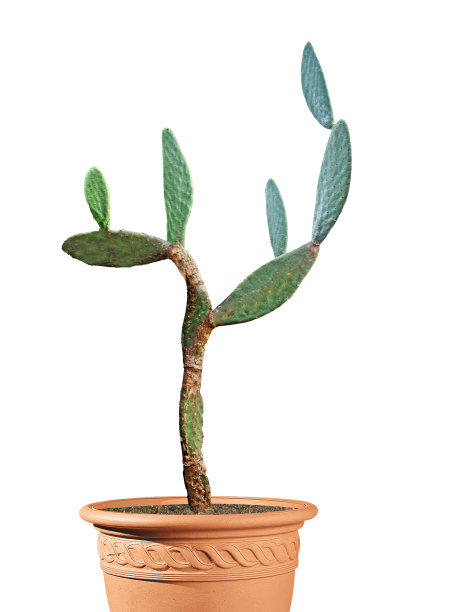 仙人掌孤立在白色背景上图片下载