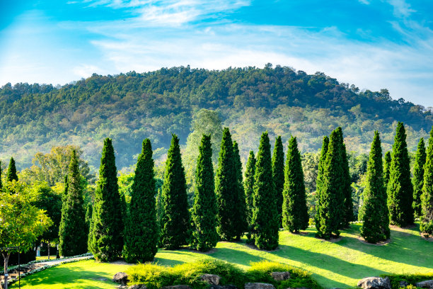 山上的松林自然在蓝天或蓝天白天的时间图片下载