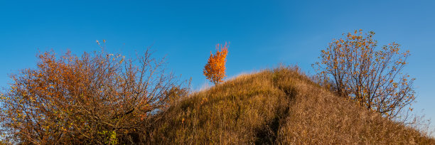 一棵孤零零的树，黄色和橙色的秋叶，映衬着山坡上的蓝天。图片下载