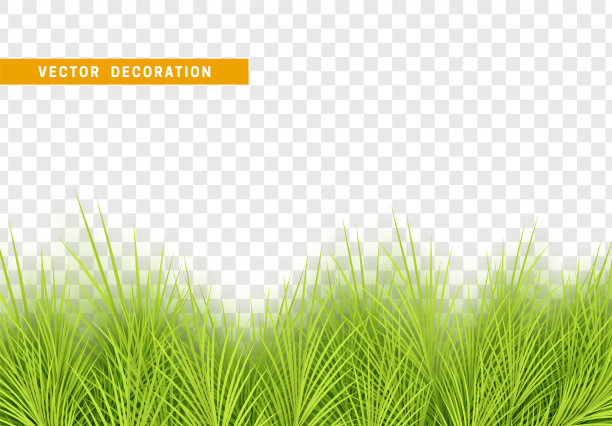 绿色的树叶。叶树叶。植物叶子，草灌木。图片下载