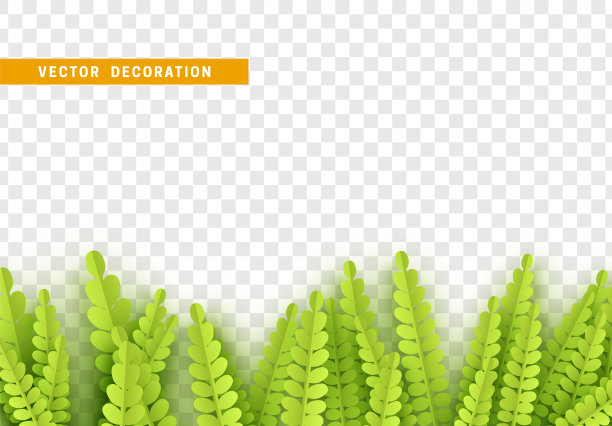 绿色的树叶。叶树叶。植物叶子，草灌木。图片下载