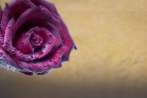 泡泡里美丽的红玫瑰图片下载