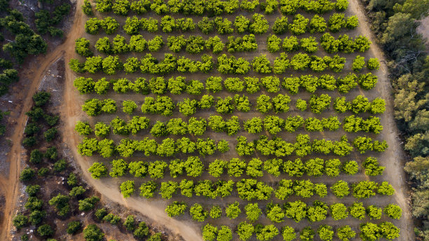 树像花椰菜图片下载