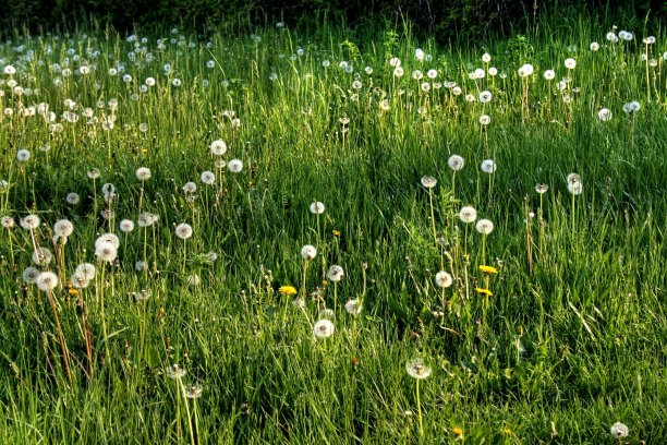 普斯特布卢门图片下载