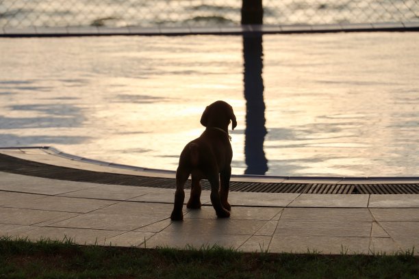 小狗欣赏夕阳图片下载