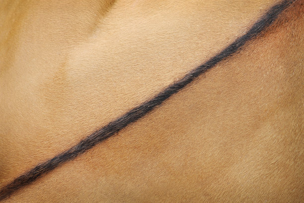 纹理真实的牛皮背部，自然抽象图案动物背景图片下载