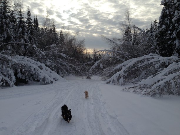 美丽的冬季风景背景图片下载