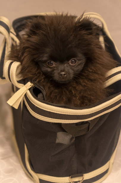 黑色的波美拉尼亚的小狗图片下载