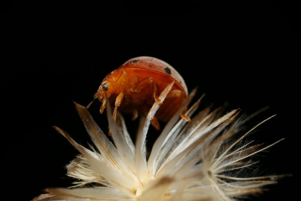 极端微距拍摄的瓢虫在花和黑色的背景。翅膀上的斑点是美妙的，如此美丽。选择性的焦点和自由空间的文本。图片下载