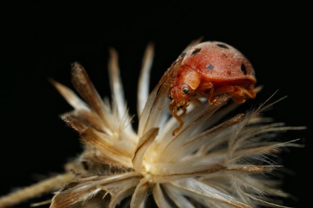 极端微距拍摄的瓢虫在花和黑色的背景。翅膀上的斑点是美妙的，如此美丽。选择性的焦点和自由空间的文本。图片下载