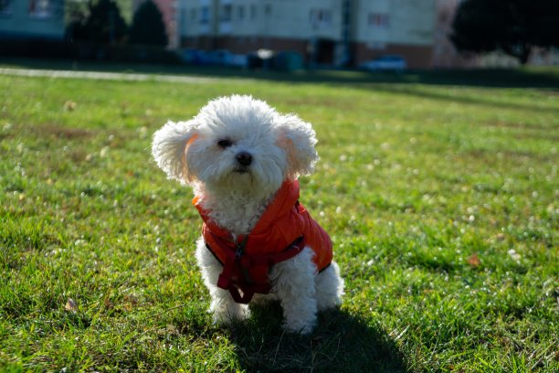 冬天穿着红色夹克的比雄犬。图片下载