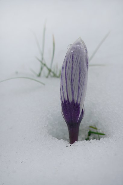 雪中紫色番红花的花蕾。春天的第一朵花。春天的季节。雪中的花朵。图片下载