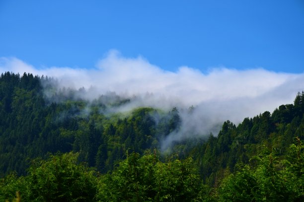 红杉中的雾图片下载