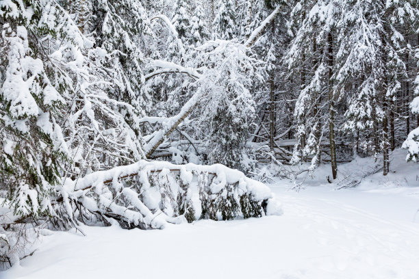 大雪过后的森林图片下载