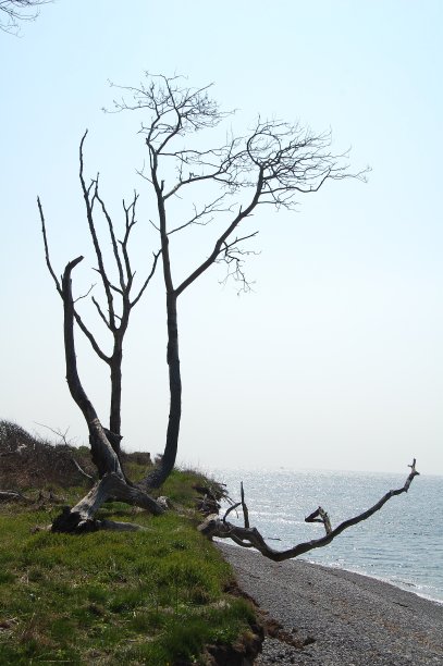 海岸边的光秃秃的树木。图片下载