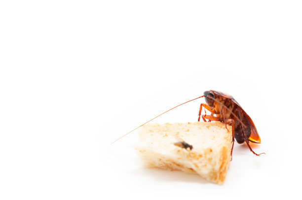 棕色蟑螂吃了一片面包。图片下载