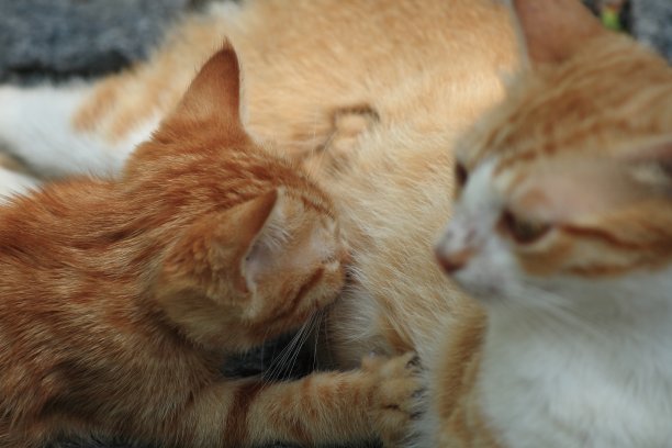 猫宝宝图片下载