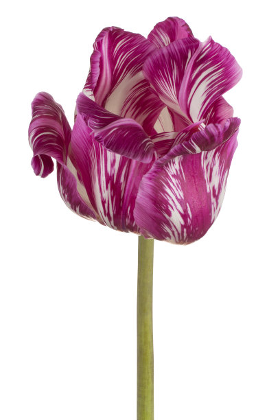 花孤立图片下载