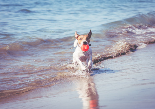 在海滩上玩玩具球的快乐狗从海水中跑出来图片下载