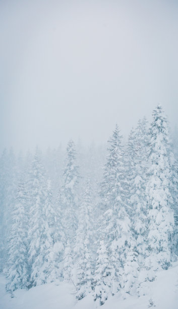 幽灵树的特写。图片下载