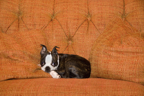 在橙色沙发上拉屎图片下载