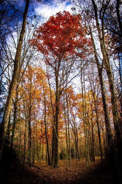 吉姆·索普的树图片下载