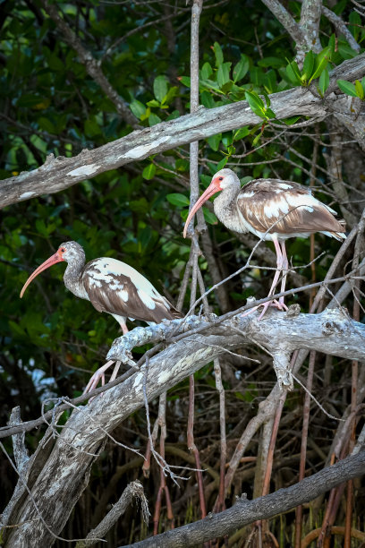 少年宜必思图片下载