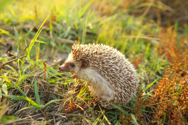 可爱好玩的刺猬在大自然的草地上以阳光为背景，一起旅行的概念。图片下载