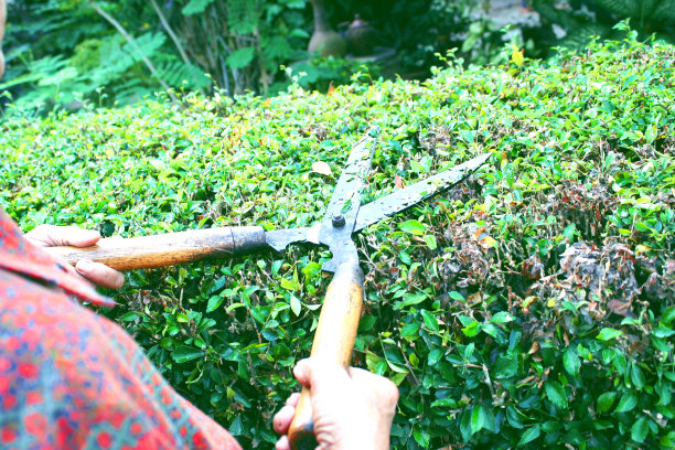 园丁正在用剪草机修剪福建茶篱笆图片下载