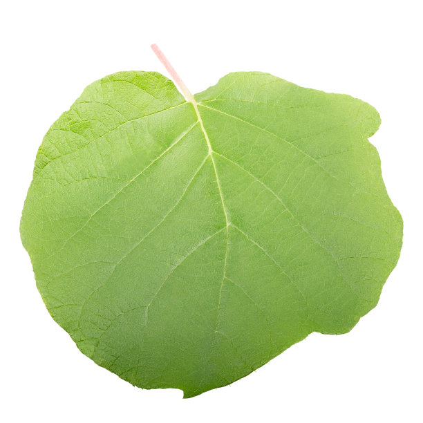 孤立在白色上的猕猴桃的一片叶子图片下载