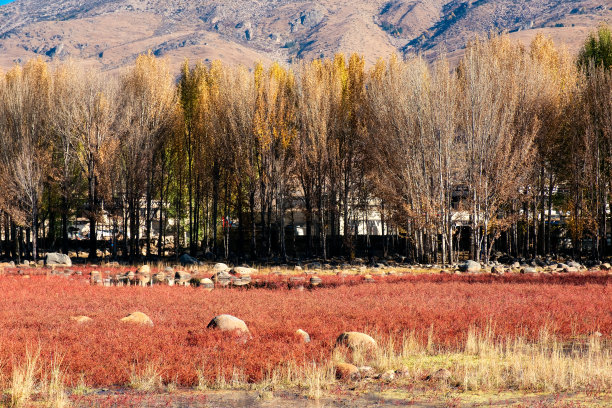 湖上的银杏树和红色草地图片下载