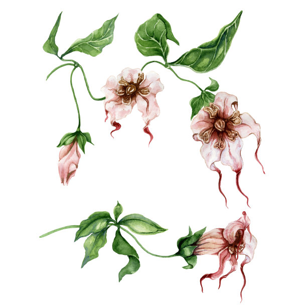 美丽的异国情调的花集(Strophanthus或蜘蛛把花与叶子在小枝上)。孤立在白色背景上。图片下载