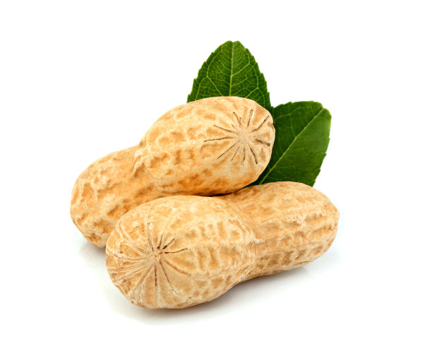 带壳的花生，叶分离。图片下载