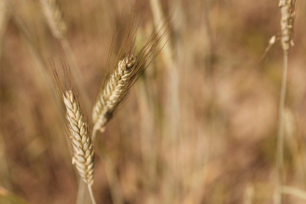 背景图片特写麦田里的小麦穗。金色的耳朵是丰收和丰饶的象征。收获、面包。图片下载