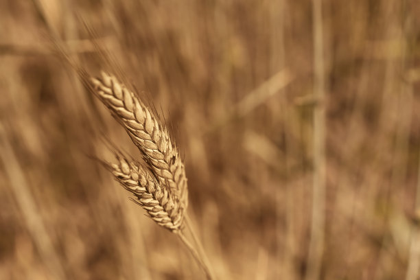 背景图片特写麦田里的小麦穗。金色的耳朵是丰收和丰饶的象征。收获、面包。图片下载