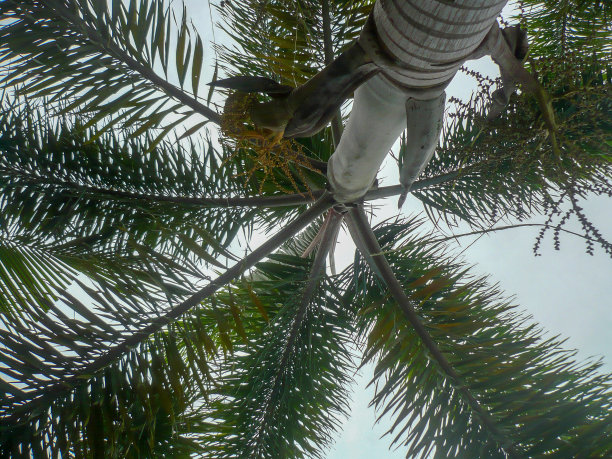 美丽的亚洲热带植被图片下载